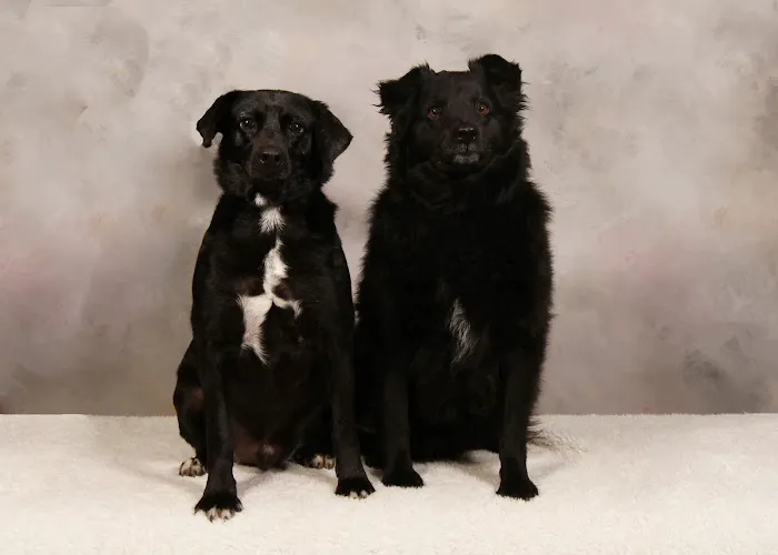 Stratford Hills Veterinary Center Picture 8