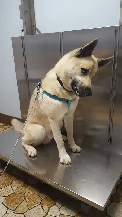 Boulevard Animal Hospital Inc Picture 9