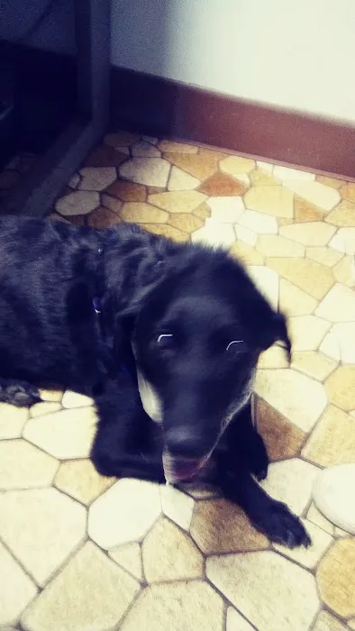 Boulevard Animal Hospital Inc Picture 4