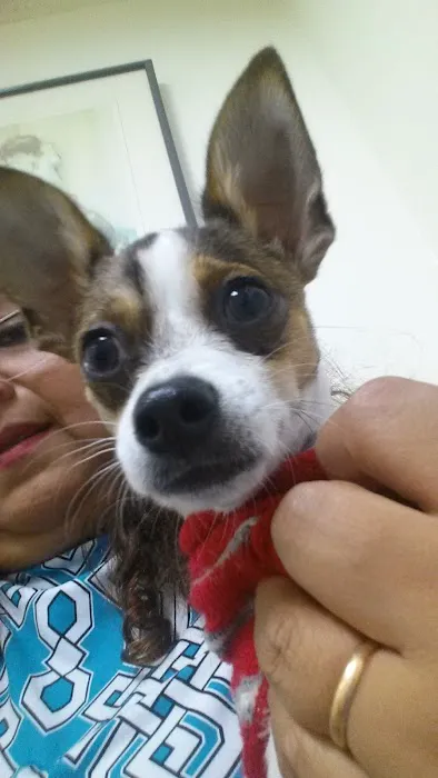 Boulevard Animal Hospital Inc Picture 3