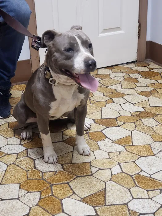 Boulevard Animal Hospital Inc Picture 6