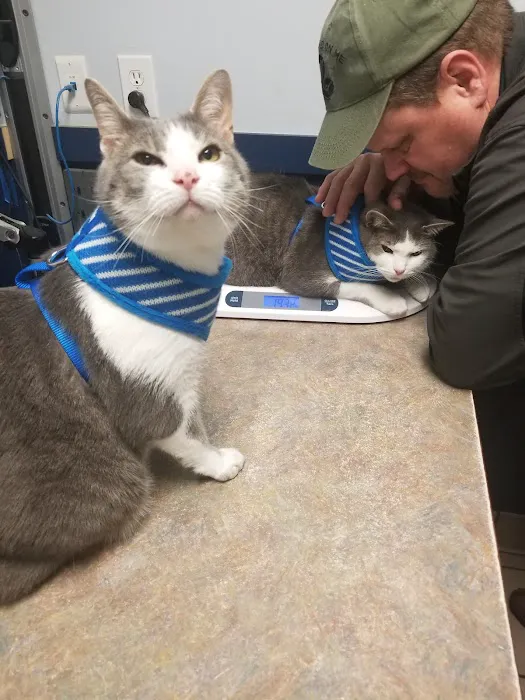 VCA New Kent Animal Hospital Picture 3