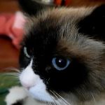 New Kent Animal Hospital: Broz Kelly L DVM