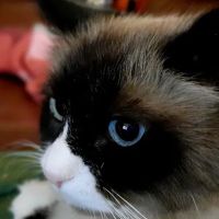 New Kent Animal Hospital: Broz Kelly L DVM ico