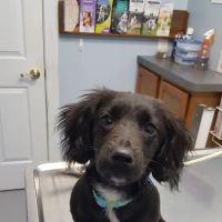 King William Veterinary Clinic ico