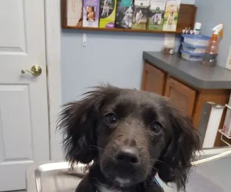 King William Veterinary Clinic