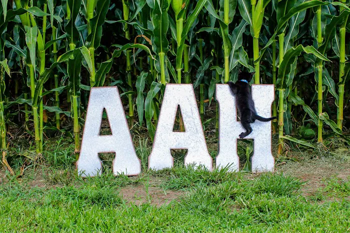Aylett Animal Hospital Picture 9