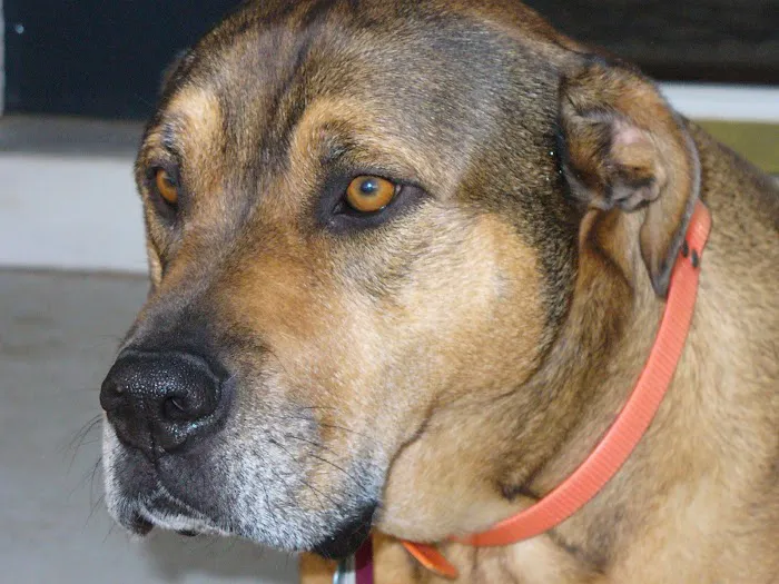 Aylett Animal Hospital Picture 8
