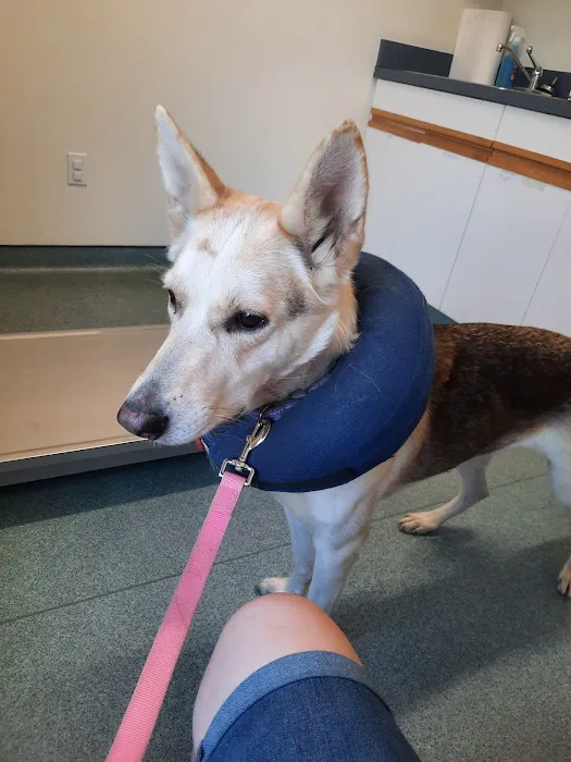 Aylett Animal Hospital Picture 4