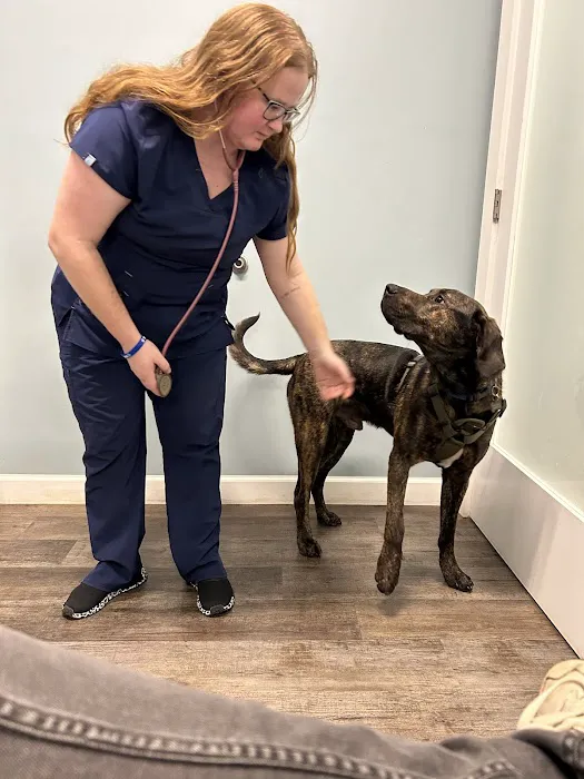 easyvetclinic Midlothian Picture 4
