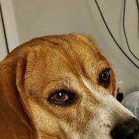 easyvetclinic Midlothian ico