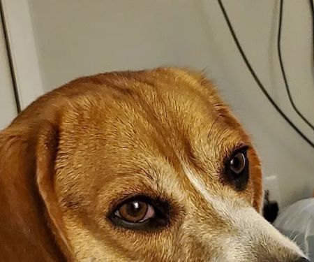 easyvetclinic Midlothian