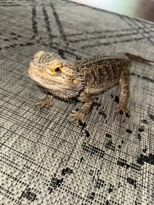 Oasis Small Animal and Exotics Veterinary Hospital Picture 3