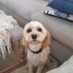 Oasis Small Animal and Exotics Veterinary Hospital