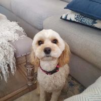 Oasis Small Animal and Exotics Veterinary Hospital ico