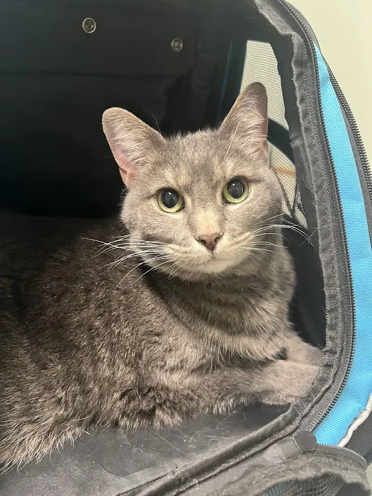 Sycamore Veterinary Hospital Picture 6