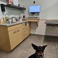 Sycamore Veterinary Hospital ico