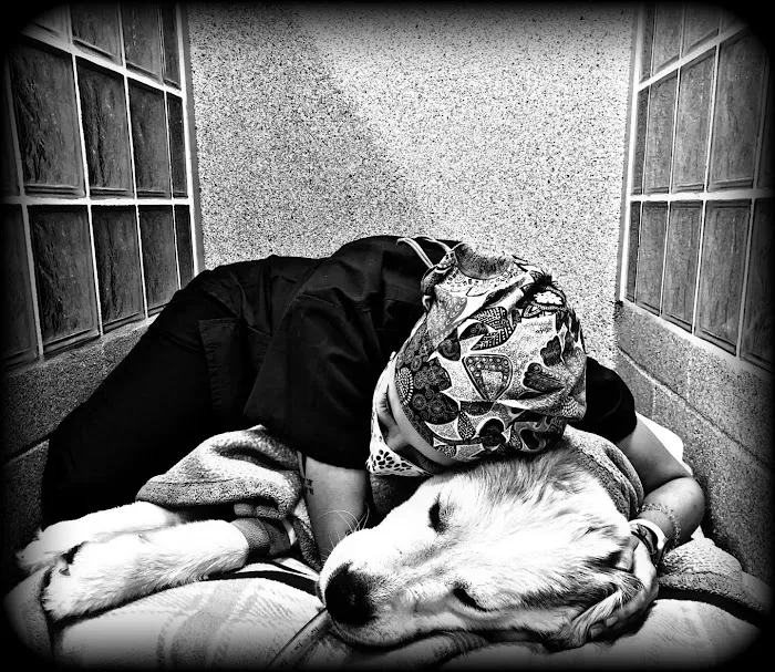 Sycamore Veterinary Hospital Picture 8