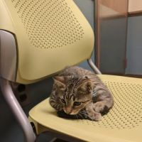 Huguenot Animal Hospital ico
