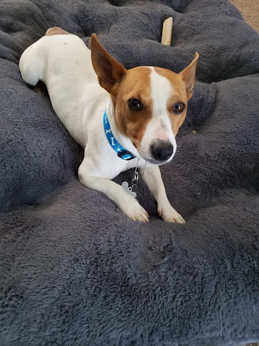 Huguenot Animal Hospital Picture 8