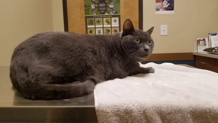 Huguenot Animal Hospital Picture 5