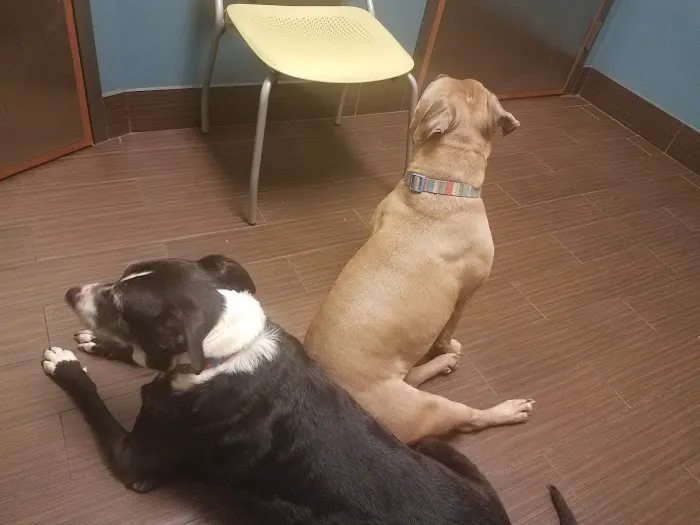 Huguenot Animal Hospital Picture 6