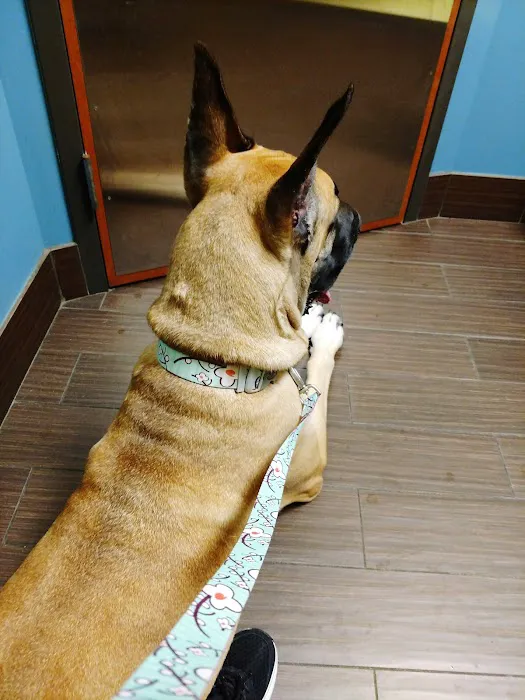 Huguenot Animal Hospital Picture 9