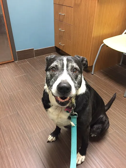 Huguenot Animal Hospital Picture 10