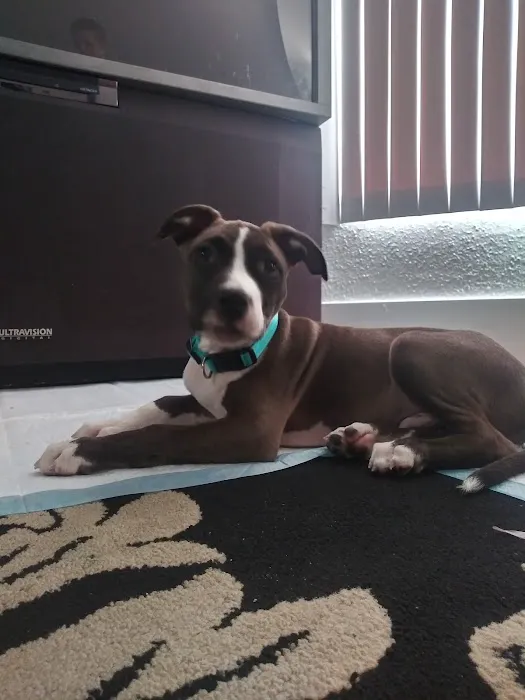 Banfield Pet Hospital Picture 8