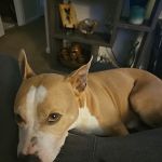 Banfield Pet Hospital