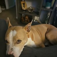 Banfield Pet Hospital ico