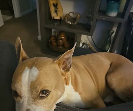 Banfield Pet Hospital