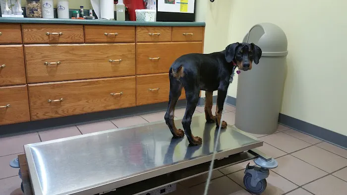 North Court Animal Clinic Picture 7