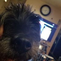 Dressach Hugh D DVM ico