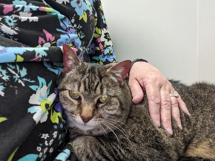 Concord Chapel Animal Hospital Picture 8