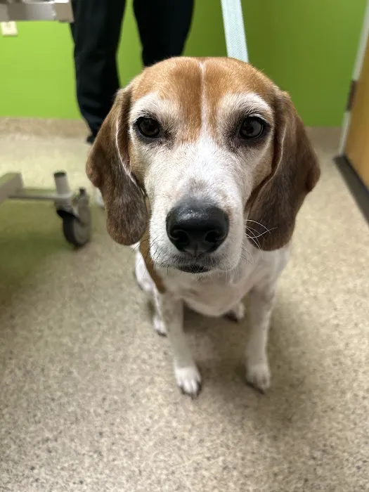 Concord Chapel Animal Hospital Picture 7