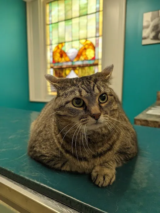 Concord Chapel Animal Hospital Picture 6