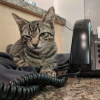 Concord Chapel Animal Hospital ico