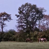Fall Creek Equine Clinic Inc ico