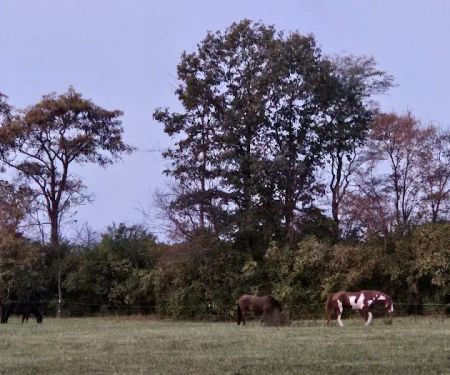 Fall Creek Equine Clinic Inc