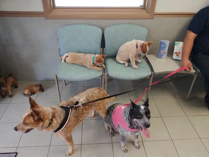 Court Street Animal Hospital Picture 5