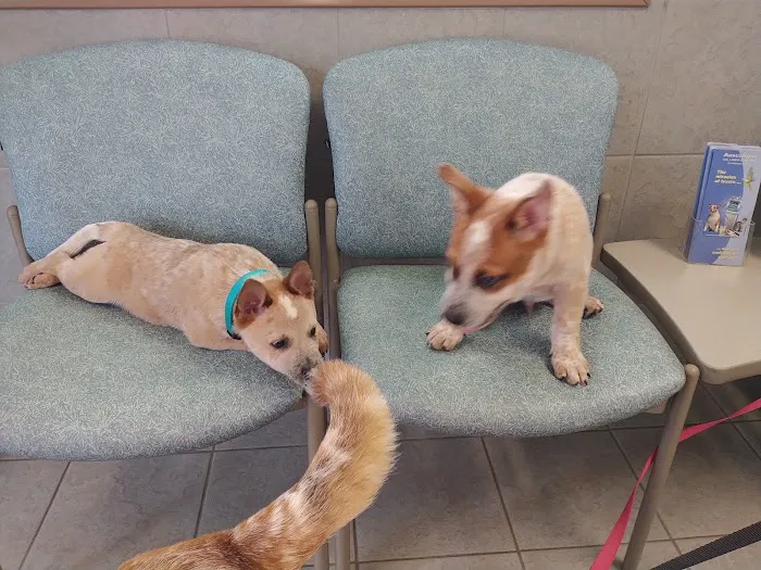 Court Street Animal Hospital Picture 8