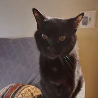 Fayette Veterinary Hospital ico