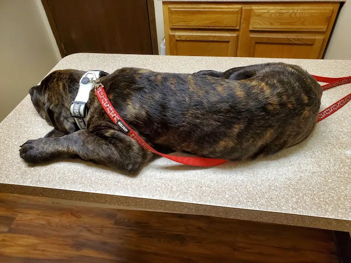 Fayette Veterinary Hospital Picture 8