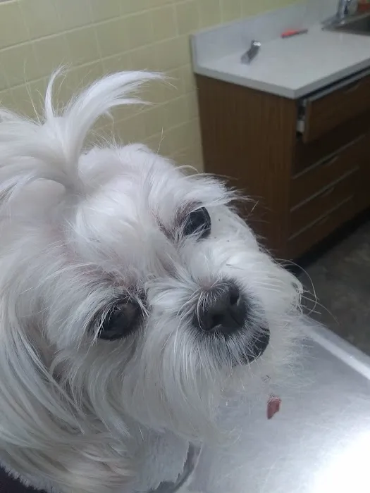 Colonial Animal Clinic Picture 10