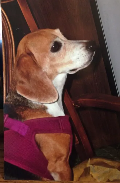 Colonial Animal Clinic Picture 1