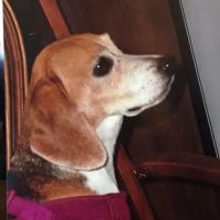 Colonial Animal Clinic ico