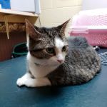 Hillsboro Veterinary Hospital