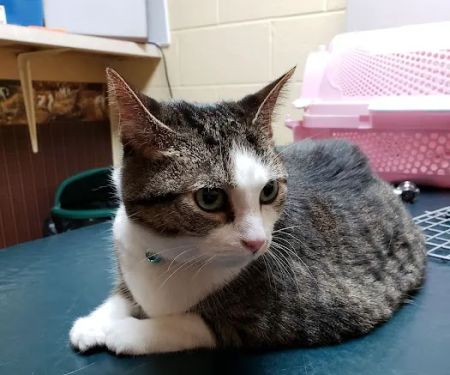 Hillsboro Veterinary Hospital