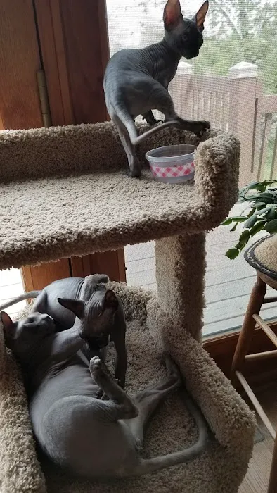 Duncan Sphynx Cattery Picture 10